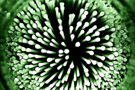 Microbiota